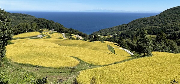 ふるさと納税で応援!棚田特集 | ふるさと納税サイト「さとふる」