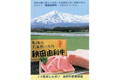 秋田由利牛