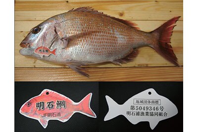 明石鯛
