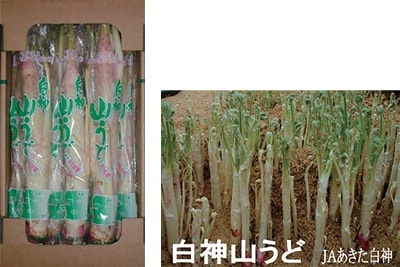 白神山うど