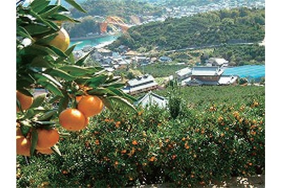 高根みかん