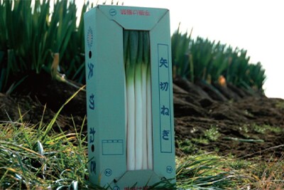 矢切ねぎ