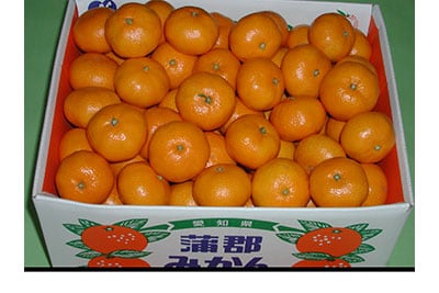 蒲郡みかん