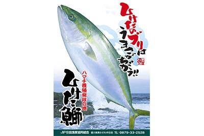 ひけた鰤