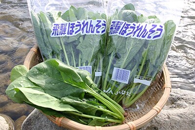 飛騨ほうれんそう