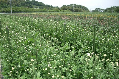 平群の小菊