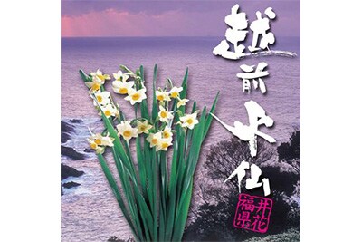 越前水仙