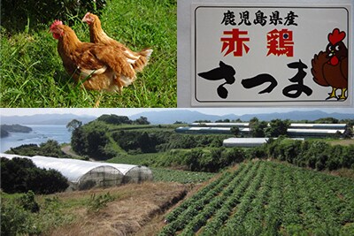 赤鶏さつま