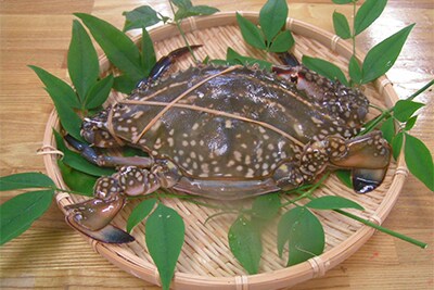 岬ガザミ