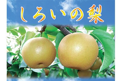 しろいの梨