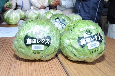 藤田レタス