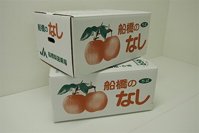 船橋のなし