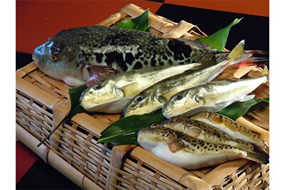 能登ふぐ