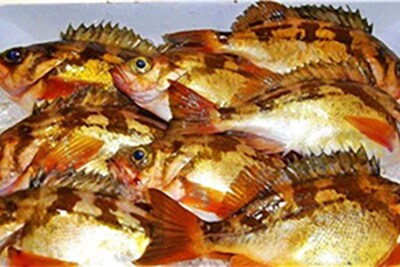 津軽海峡メバル