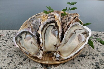 糸島カキ