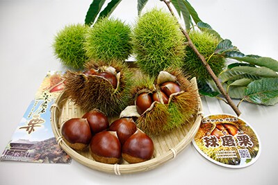 球磨栗