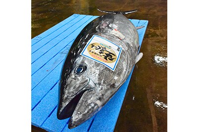 紀州勝浦産生まぐろ
