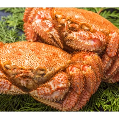 【数量限定】オホーツク産特大毛ガニ1.6㎏(800g×2尾)