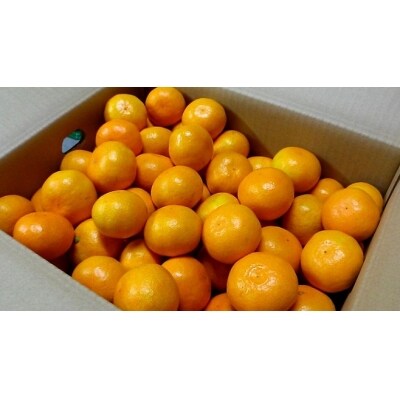 明浜産温州みかん5kg(数量限定)