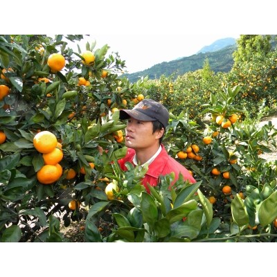 明浜産温州みかん5kg(数量限定)