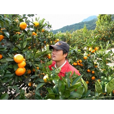 明浜産温州みかん10kg(数量限定)