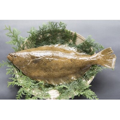 品質検査済 愛媛県西予市 ヒラメ カレイ ふるさと納税 ハーブ媛ひらめラウンド1尾 愛媛県西予市 魚介類 海産物