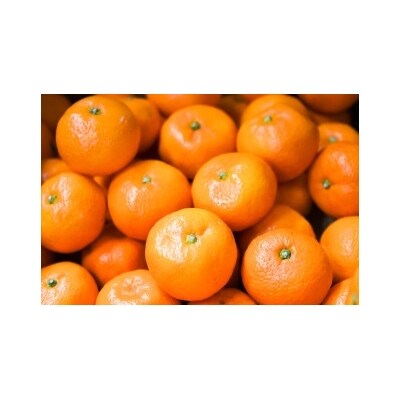 山徳農園「温州みかん」10kg(数量限定)