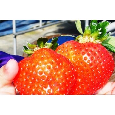 【いちご狩りチケット(大人1名様分、60分)】(あまおう)いちご狩り食べ放題チケット!