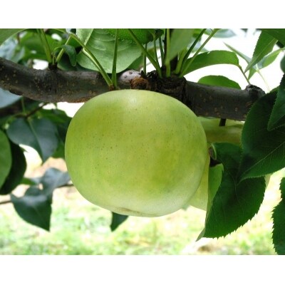 鳥取県産「二十世紀梨」5kg