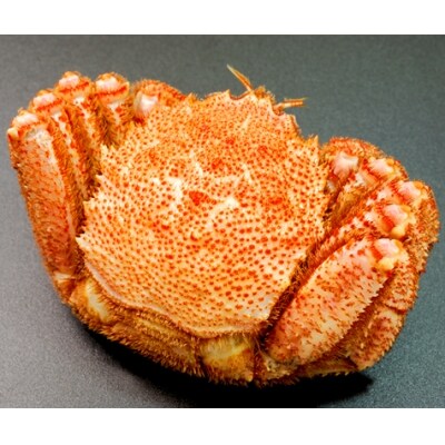 【数量限定】オホーツク産特特大!!毛ガニ1kg(1尾)