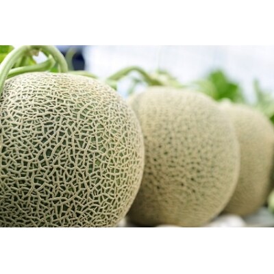 【2019年出荷予約】北海道産赤肉メロン8kg箱