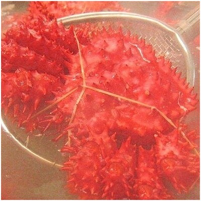 【北海道根室産】チルド花咲ガニ3～4尾(計1.3kg) SA-19003