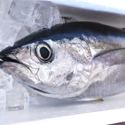 鹿児島近海キハダマグロ1尾