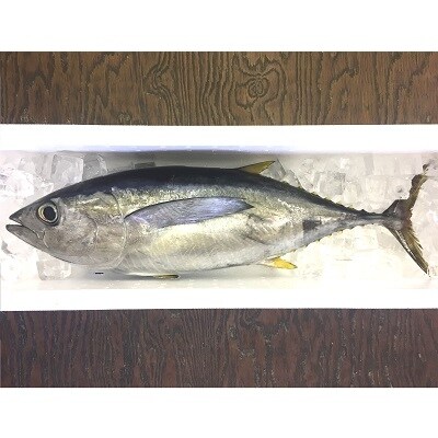 鹿児島近海キハダマグロ1尾