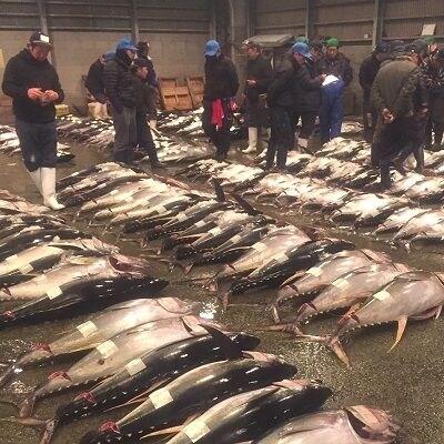 鹿児島近海キハダマグロ1尾