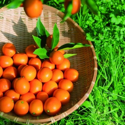 金柑茶バラエティ8本セット