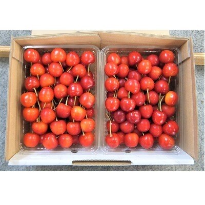 さくらんぼ(紅秀峰)1kg(500g×2パック) バラ詰め 0056-205
