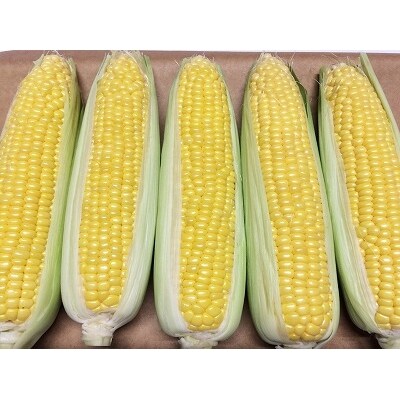 8月発送【大房&甘い!!】朝採りとうもろこし「おおもの」 5kg! 010-B22