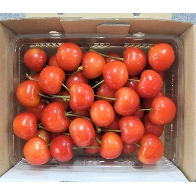 さくらんぼ(佐藤錦)500g ご家庭用 0056-212