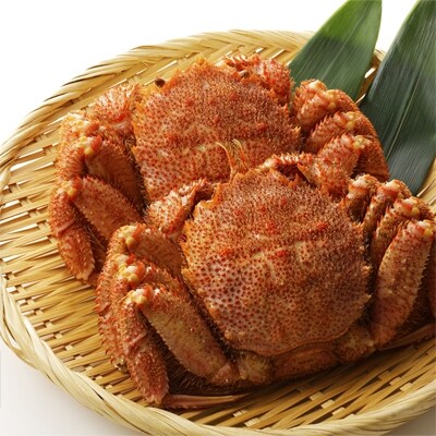 新物!2019年水揚げ 堅蟹毛ガニ2尾(350g~450g)