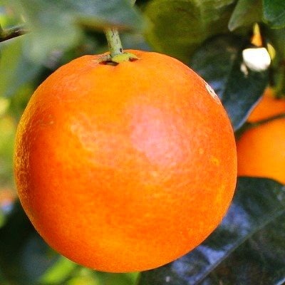 イタリア原産・紅色の果実!「ブラッドオレンジ」3.5kg入【C28-19】