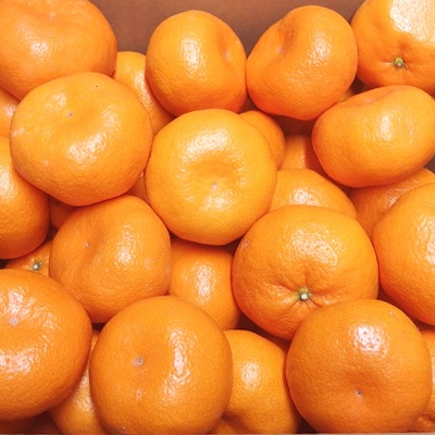 【2024年12月中旬から発送】静岡県産　青島みかん 3L 8kg