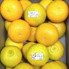 はるか・スイートスプリングの詰め合わせ　5kg