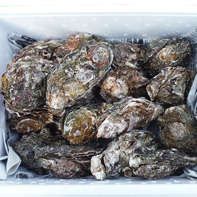 天橋立 天然殻付きマガキ2kg(約20～25個)【加熱用】