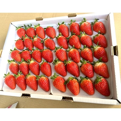 ギフト用イチゴ 約1.4kg!濃い甘み、爽やかな酸味 鹿児島県産さがほのか