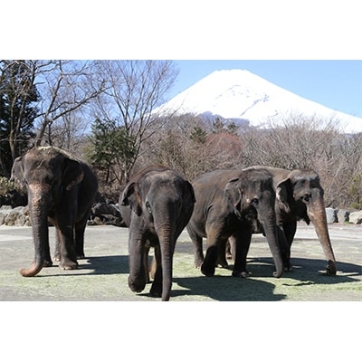 富士サファリパーク 昼のおとな入園券1枚・有料施設利用券1枚(計1名様分)