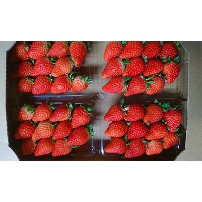 長崎県産　秀品いちご(ゆめのか)1Kg