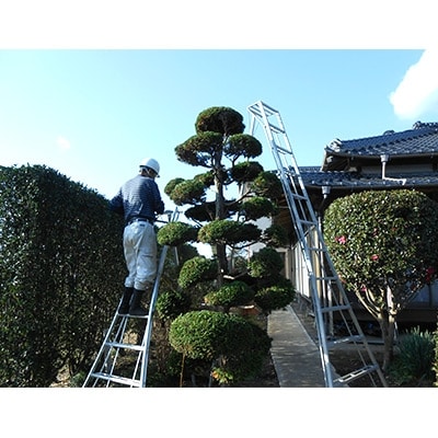 高さ3mまで対応、樹木剪定サービス(1回分)【作業場所:つくばみらい市内限定】