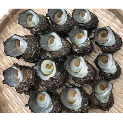 若狭湾の素潜り活サザエ 700g以上(説明書付き)