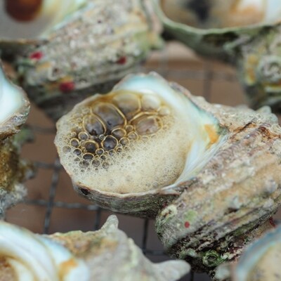 大人気☆活サザエをそのままボイルしました!若狭湾の素潜りサザエ700g(350g×2パック)